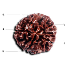 Load image into Gallery viewer, 5 Mukhi Hybrid Rudraksha - Bead No.5
