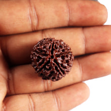 Load image into Gallery viewer, 5 Mukhi Hybrid Rudraksha - Bead No.5
