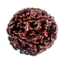 Load image into Gallery viewer, 5 Mukhi Hybrid Rudraksha - Bead No.5
