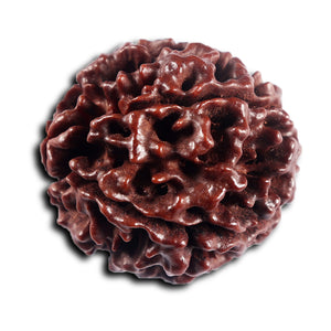 5 Mukhi Hybrid Rudraksha - Bead No.5