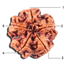 Load image into Gallery viewer, 5 Mukhi Rudraksha from Nepal - Bead No. 449
