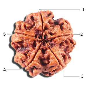 5 Mukhi Rudraksha from Nepal - Bead No. 449