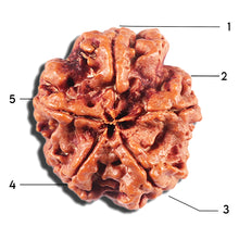 Load image into Gallery viewer, 5 Mukhi Rudraksha from Nepal - Bead No. 457
