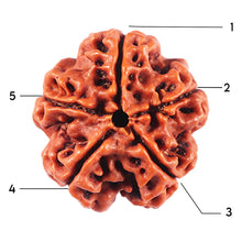 Load image into Gallery viewer, 5 Mukhi Rudraksha from Nepal - Bead No. 464
