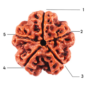 5 Mukhi Rudraksha from Nepal - Bead No. 464