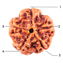 Load image into Gallery viewer, 5 Mukhi Rudraksha from Nepal - Bead No. 477
