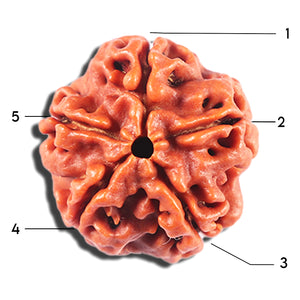 5 Mukhi Rudraksha from Nepal - Bead No. 478