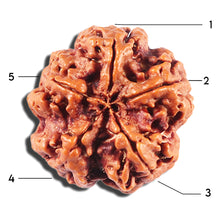 Load image into Gallery viewer, 5 Mukhi Rudraksha from Nepal - Bead No. 434
