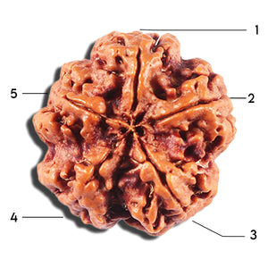 5 Mukhi Rudraksha from Nepal - Bead No. 434