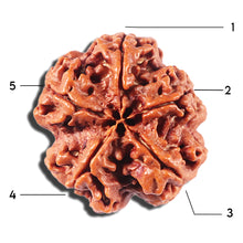 Load image into Gallery viewer, 5 Mukhi Rudraksha from Nepal - Bead No.423
