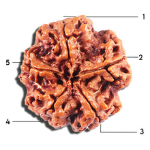 Load image into Gallery viewer, 5 Mukhi Rudraksha from Nepal - Bead No. 425
