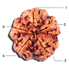 Load image into Gallery viewer, 5 Mukhi Rudraksha from Nepal - Bead No. 426
