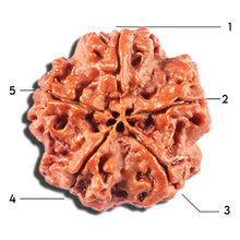 Load image into Gallery viewer, 5 Mukhi Rudraksha from Nepal - Bead No. 427
