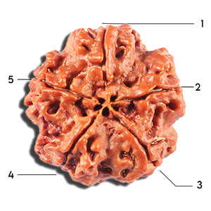 5 Mukhi Rudraksha from Nepal - Bead No. 427