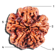 Load image into Gallery viewer, 5 Mukhi Rudraksha from Nepal - Bead No. 431
