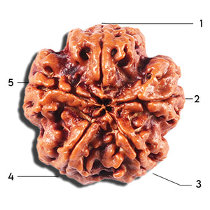 5 Mukhi Rudraksha from Nepal - Bead No. 431