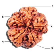 Load image into Gallery viewer, 5 Mukhi Rudraksha from Nepal - Bead No. 433
