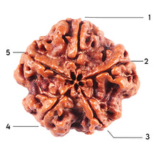 Load image into Gallery viewer, 5 Mukhi Rudraksha from Nepal - Bead No. 436
