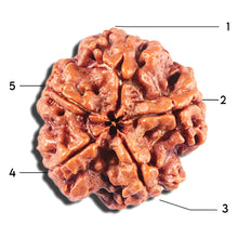 Load image into Gallery viewer, 5 Mukhi Rudraksha from Nepal - Bead No. 437
