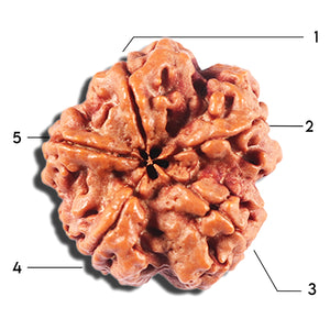 5 Mukhi Rudraksha from Nepal - Bead No. 438