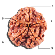 Load image into Gallery viewer, 5 Mukhi Rudraksha from Nepal - Bead No. 439
