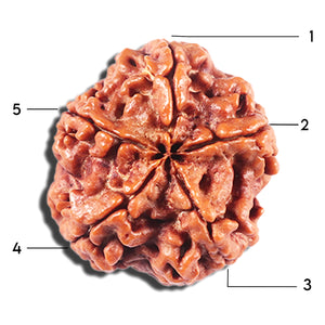 5 Mukhi Rudraksha from Nepal - Bead No. 439