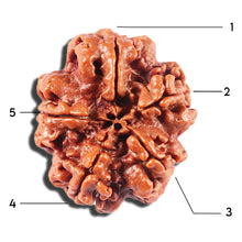 Load image into Gallery viewer, 5 Mukhi Rudraksha from Nepal - Bead No. 440
