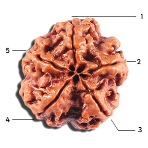 5 Mukhi Rudraksha from Nepal - Bead No. 441