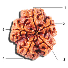 Load image into Gallery viewer, 5 Mukhi Rudraksha from Nepal - Bead No. 443
