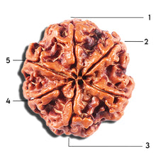 Load image into Gallery viewer, 5 Mukhi Rudraksha from Nepal - Bead No. 444
