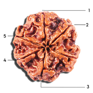 5 Mukhi Rudraksha from Nepal - Bead No. 444