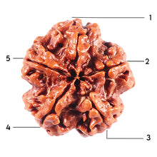 Load image into Gallery viewer, 5 Mukhi Rudraksha from Nepal - Bead No. 445
