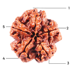 5 Mukhi Rudraksha from Nepal - Bead No. 445