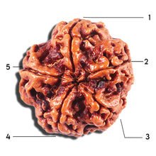 Load image into Gallery viewer, 5 Mukhi Rudraksha from Nepal - Bead No. 447
