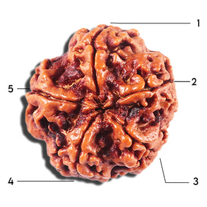 5 Mukhi Rudraksha from Nepal - Bead No. 447