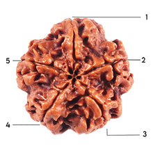 Load image into Gallery viewer, 5 Mukhi Rudraksha from Nepal - Bead No. 448
