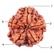 Load image into Gallery viewer, 5 Mukhi Rudraksha from Nepal - Bead No. 450
