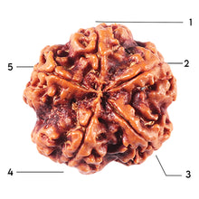 Load image into Gallery viewer, 5 Mukhi Rudraksha from Nepal - Bead No. 453
