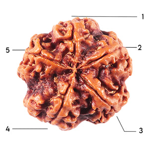 5 Mukhi Rudraksha from Nepal - Bead No. 453