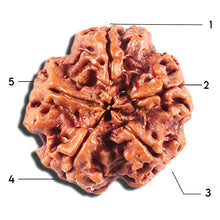 Load image into Gallery viewer, 5 Mukhi Rudraksha from Nepal - Bead No. 454
