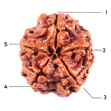 Load image into Gallery viewer, 5 Mukhi Rudraksha from Nepal - Bead No. 455
