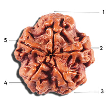 Load image into Gallery viewer, 5 Mukhi Rudraksha from Nepal - Bead No. 456
