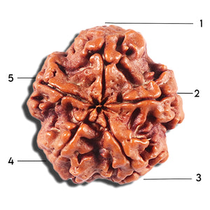 5 Mukhi Rudraksha from Nepal - Bead No. 456