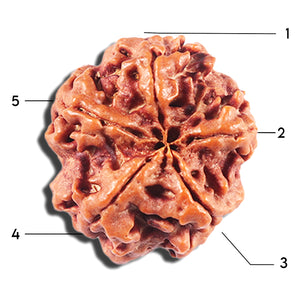 5 Mukhi Rudraksha from Nepal - Bead No. 458