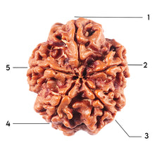 Load image into Gallery viewer, 5 Mukhi Rudraksha from Nepal - Bead No. 459
