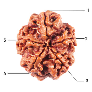 5 Mukhi Rudraksha from Nepal - Bead No. 459