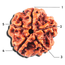 Load image into Gallery viewer, 5 Mukhi Rudraksha from Nepal - Bead No. 460
