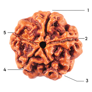 5 Mukhi Rudraksha from Nepal - Bead No. 463