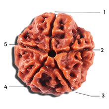 Load image into Gallery viewer, 5 Mukhi Rudraksha from Nepal - Bead No. 467
