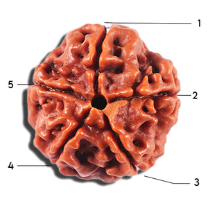 5 Mukhi Rudraksha from Nepal - Bead No. 467